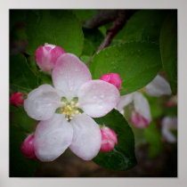 Shizuka Apple Blossom Print