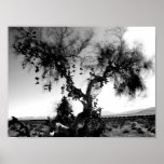 Shoe Tree posters