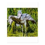 Shoebill Stork Postcard