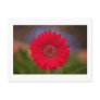 Shopping Center Flower Postcard