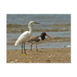 Shorebird Postcard