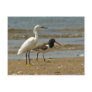 Shorebird Postcard