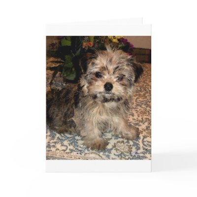 Shorkie Puppy Cards by suziec