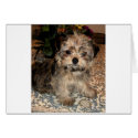 Shorkie Puppy cards