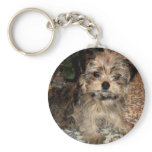 Shorkie Puppy keychains