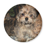 Shorkie Puppy magnets