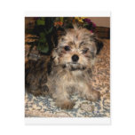 Shorkie Puppy postcards