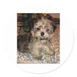 Shorkie Puppy stickers