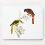 Short-billed Minivet mousepads