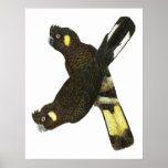 Short-billed & Yellow-tailed Black Cockatoos posters