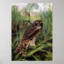 Short-eared Owl in Wetlands Print