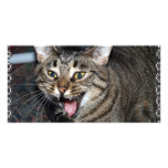 Short hair Maine coon photo cards