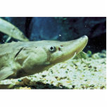 Short-nose Sturgeon photo sculptures