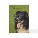 Short-sighted Border Collie Card