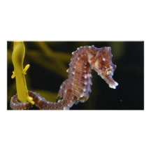 Short-snouted Seahorse Hippocampus hippocampus Customized Photo Card
