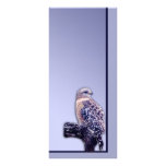 Short-tail Hawk rack cards