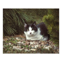 Shorthair Cat - Photo
