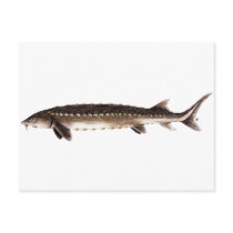 Shortnose Sturgeon - Acipenser brevirostrum Postcards