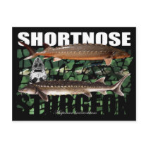ShortnoseCollage-PCard Postcards