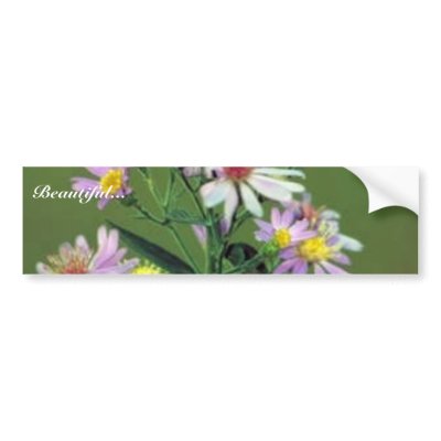 Short's Aster Bumper Sticker by animalpark
