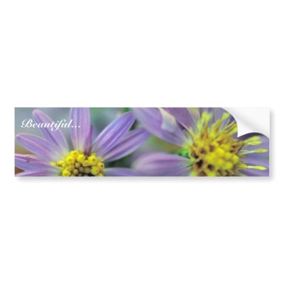 Short's Aster Bumper Stickers by animalpark
