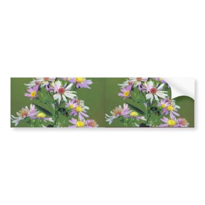 Short's Aster Bumper Sticker by animalpark