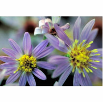 Short's Aster Photo Cutout