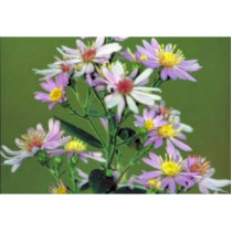 Short's Aster Photo Cut Out