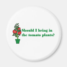 Should I bring in the tomato plants? Refrigerator Magnet