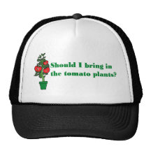 Should I bring in the tomato plants? Mesh Hat