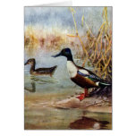 Shoveler Ducks Vintage Illustration Greeting Cards