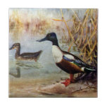 Shoveler Ducks Vintage Illustration Tiles