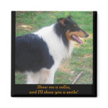 Show me a collie... magnets