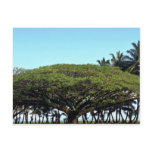 Shower tree by beach, Hilo, Hawaii postcards