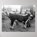 Showing Cattle on the Courthouse Square posters
