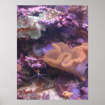 shrimp poster