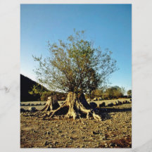 Shrub Growing From Tree Stump Flyer