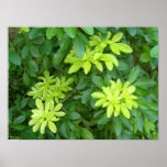 Shrubbery Posters