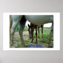 Shy Boy posters