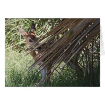 Shy Fawn Card