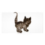 Shy kitty photo card template