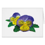 Shy Little Pansy Card
