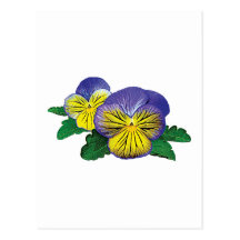 Shy Little Pansy Post Cards