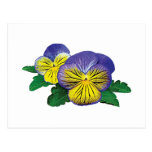 Shy Little Pansy Post Cards