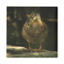 Shy Mallard Magnet