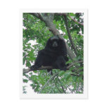 Siam Gibbon postcards