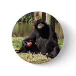 Siamang Ape Button.