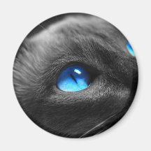 Siamese Blue Eyes Fridge Magnets