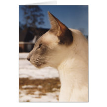Siamese Blue Point Cat in Snow Greeting Cards