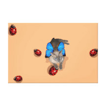 Siamese blue wing cat fairy lady bug canvas prints